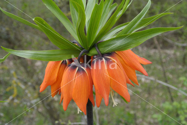 Keizerskroon (Fritillaria imperialis)