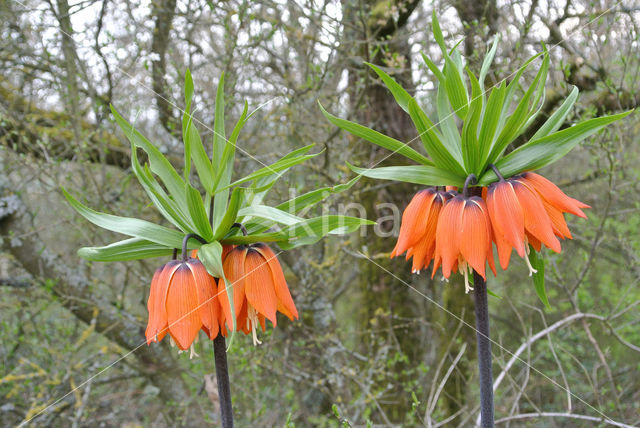 Crown Imperial (Fritillaria imperialis)