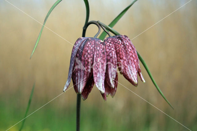 Kievitsbloem (Fritillaria spec)