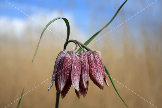 Fritillary (Fritillaria spec)