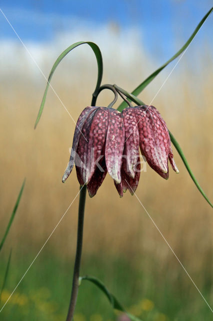 Kievitsbloem (Fritillaria spec)