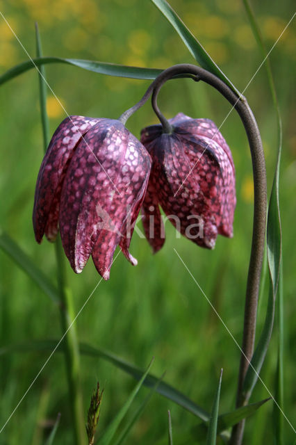 Kievitsbloem (Fritillaria spec)