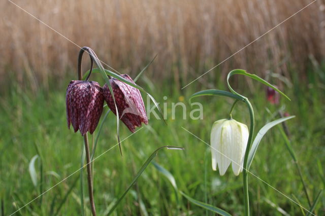 Fritillary (Fritillaria spec)