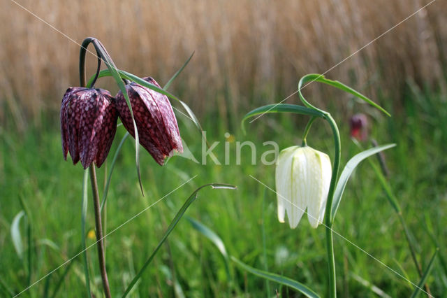 Kievitsbloem (Fritillaria spec)