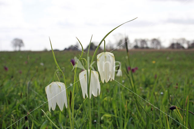 Wilde kievitsbloem (Fritillaria meleagris)