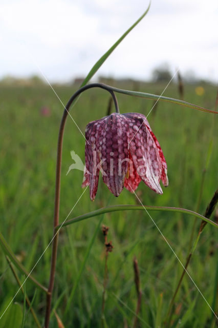 Wilde kievitsbloem (Fritillaria meleagris)