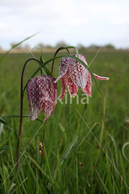 Kievitsbloem (Fritillaria spec)