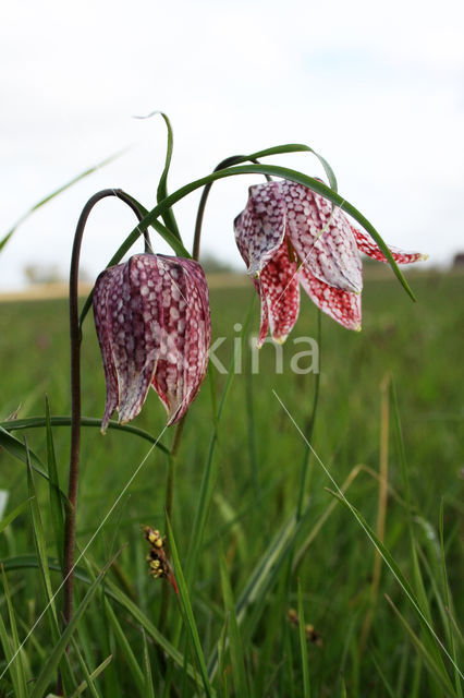 Kievitsbloem (Fritillaria spec)