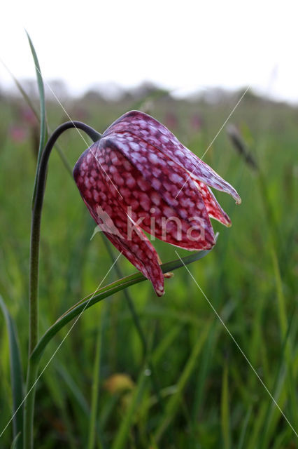 Fritillary (Fritillaria spec)