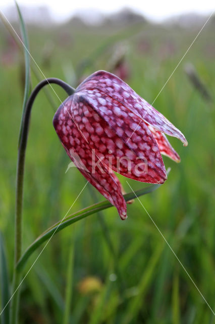 Fritillary (Fritillaria spec)