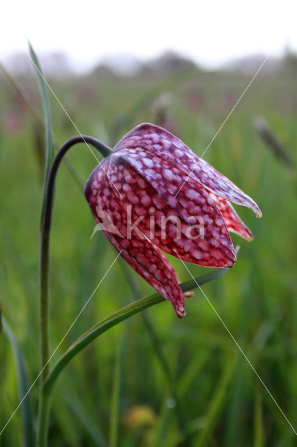 Kievitsbloem (Fritillaria spec)