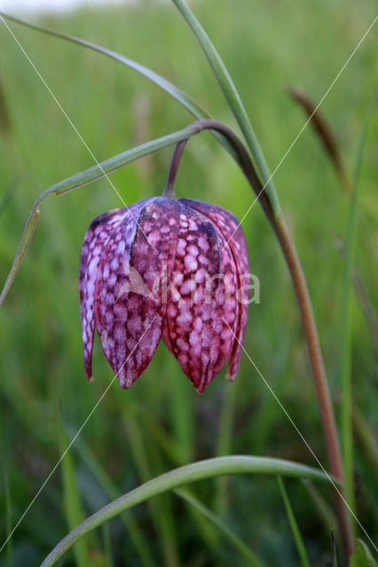 Kievitsbloem (Fritillaria spec)