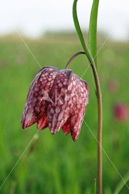 Kievitsbloem (Fritillaria spec)