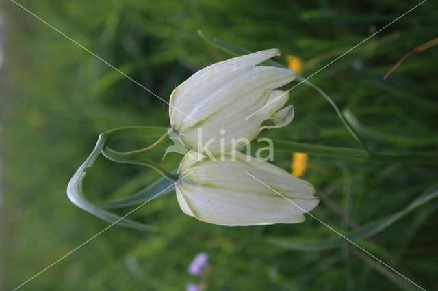 Fritillary (Fritillaria spec)