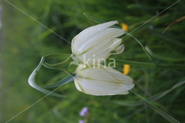 Kievitsbloem (Fritillaria spec)