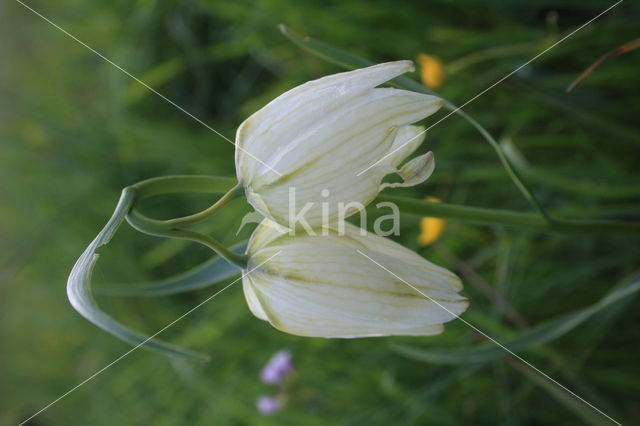 Fritillary (Fritillaria spec)