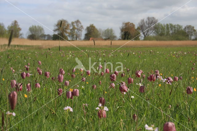 Kievitsbloem (Fritillaria spec)