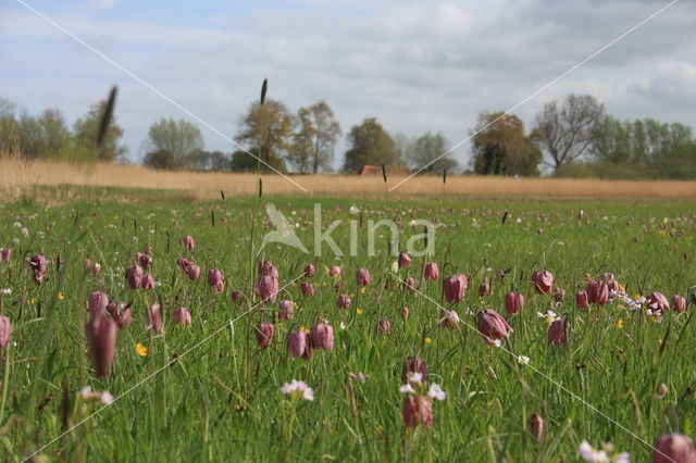 Kievitsbloem (Fritillaria spec)