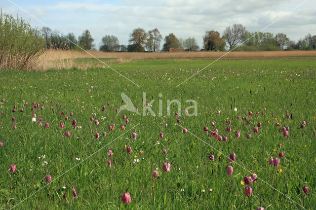 Fritillary (Fritillaria spec)