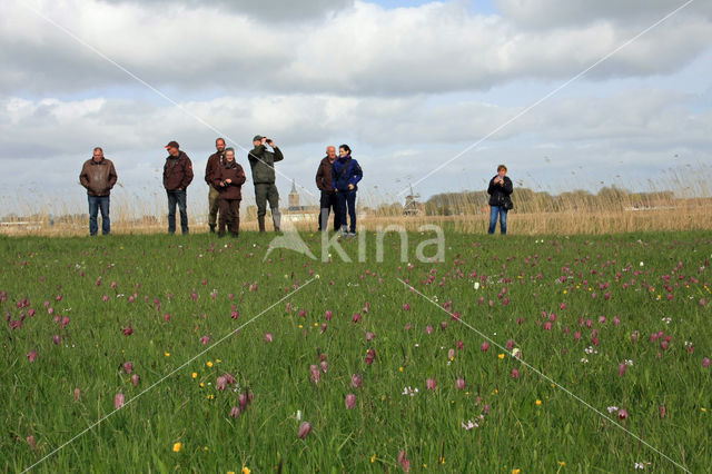 Fritillary