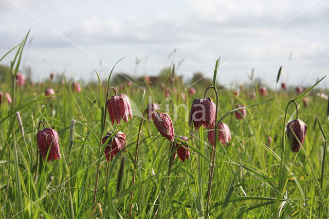 Kievitsbloem (Fritillaria spec)