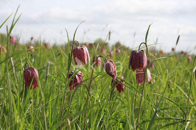 Kievitsbloem (Fritillaria spec)