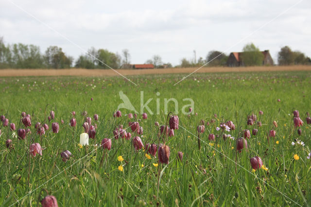 Kievitsbloem (Fritillaria spec)