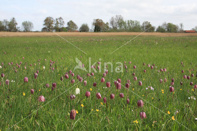 Kievitsbloem (Fritillaria spec)