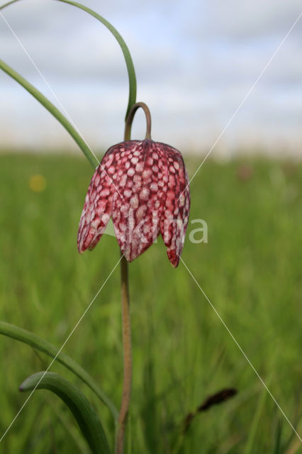 Fritillary (Fritillaria spec)