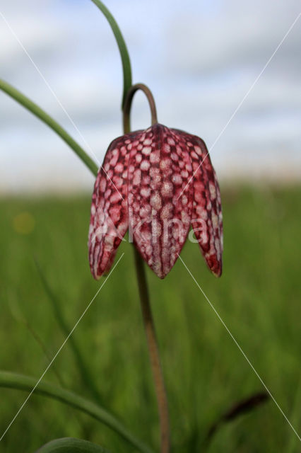 Fritillary (Fritillaria spec)