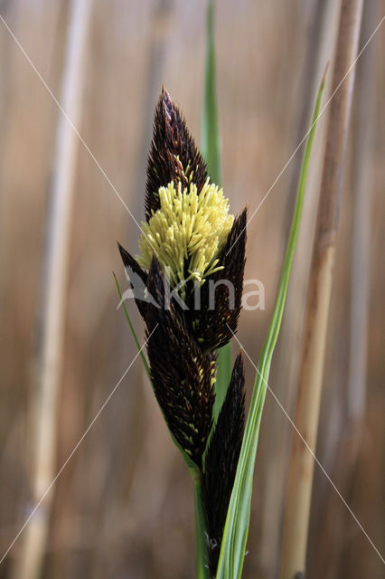 Oeverzegge (Carex riparia)