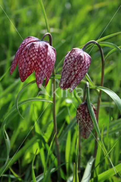 Fritillary (Fritillaria spec)