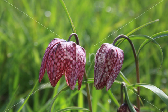 Kievitsbloem (Fritillaria spec)