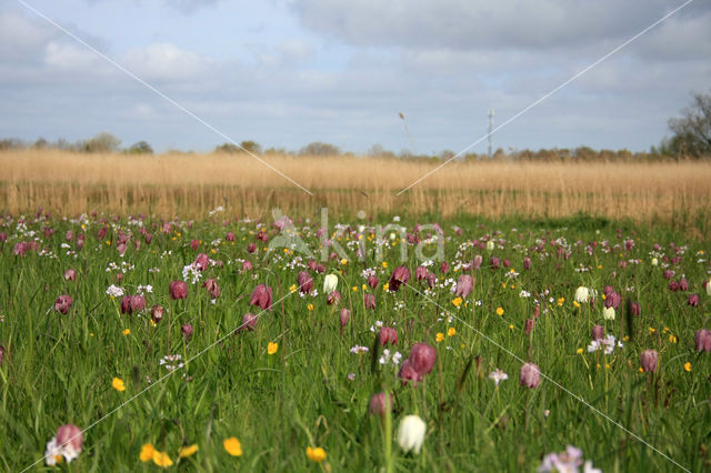 Kievitsbloem (Fritillaria spec)