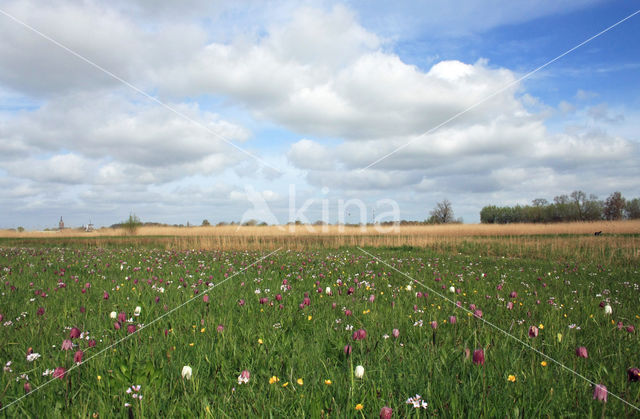 Fritillary (Fritillaria spec)