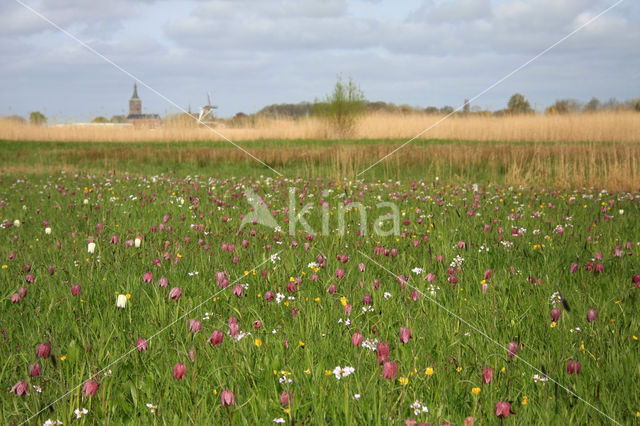 Fritillary (Fritillaria spec)