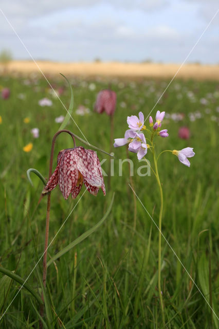 Kievitsbloem (Fritillaria spec)