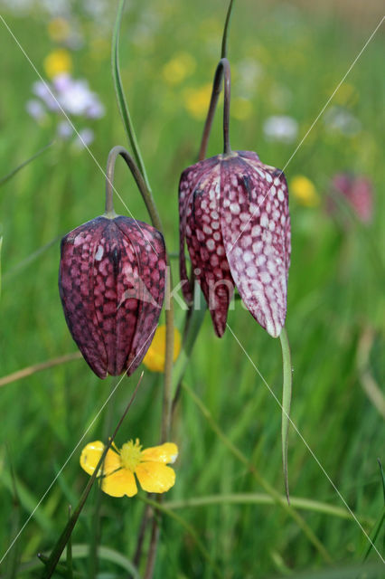 Fritillary (Fritillaria spec)