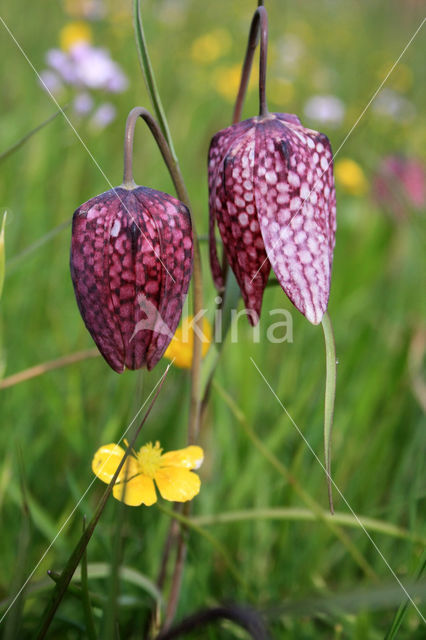 Kievitsbloem (Fritillaria spec)