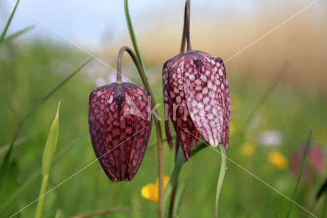 Kievitsbloem (Fritillaria spec)