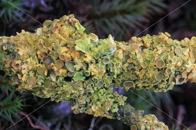 Lichen