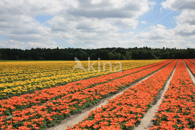 Lily (Lilium)