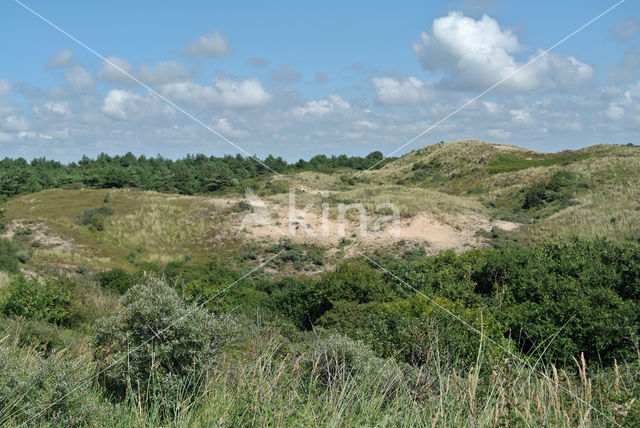 Noordhollands Duinreservaat