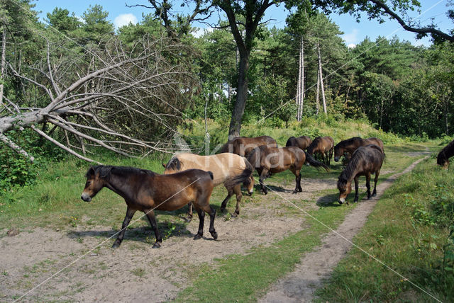 Paard (Equus spp)