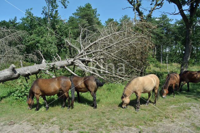 Paard (Equus spp)