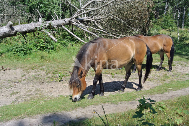 Horse (Equus spp)