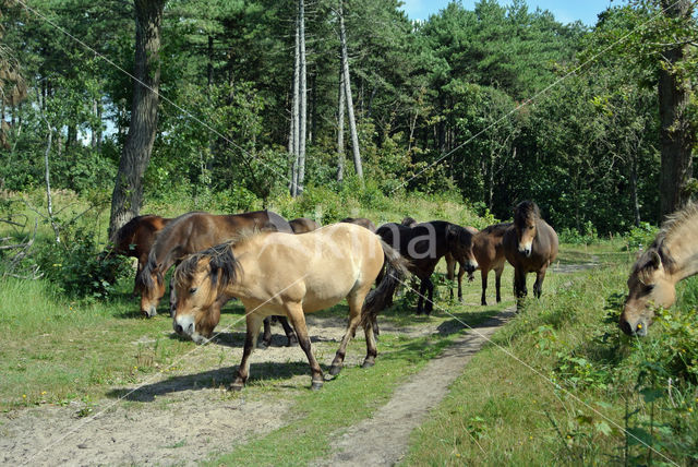 Horse (Equus spp)