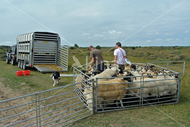 Sheep (Ovis domesticus)