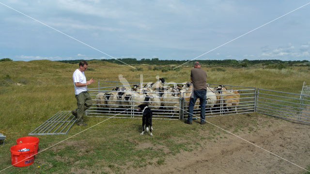 Sheep (Ovis domesticus)