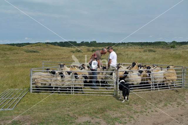 Schaap (Ovis domesticus)